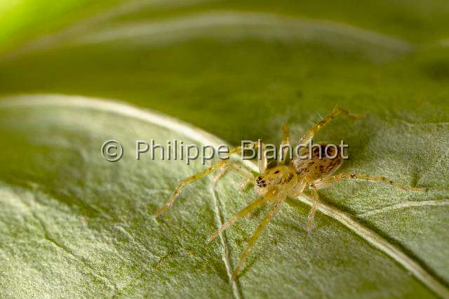 Anyphaenidae_6118.JPG - France, Pyrénées-Atlantiques (64), Anyphaenidae, Araignée bourdonnante(Anyphaena accentuata), jeune, Young of Anyphaenid sac spider